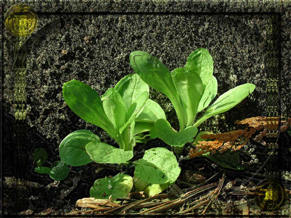 fruehling_parterre.jpg