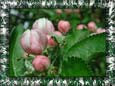 foto_2007/068.html