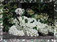 foto_2007/077.html