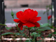 /07_foto_212_tn.jpg