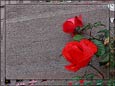 07_foto_276_tn.jpg