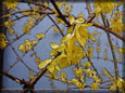 Frühling beschwör ...