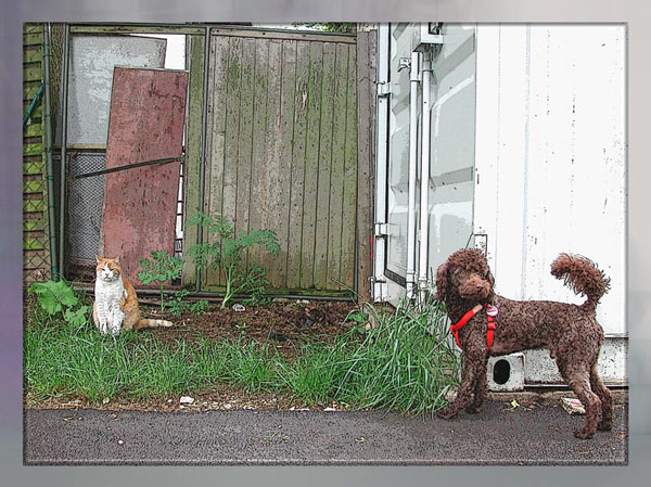 Hund trifft Hund