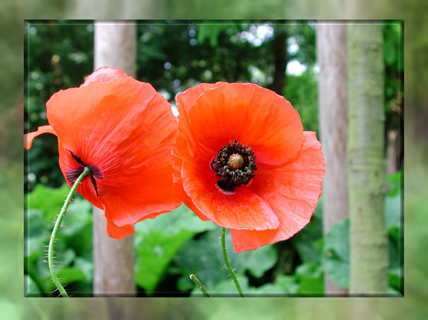 Klatschmohn