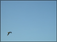 fly me to the moon