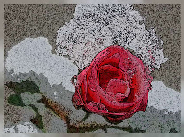 Winterrose