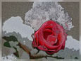 Winterrose