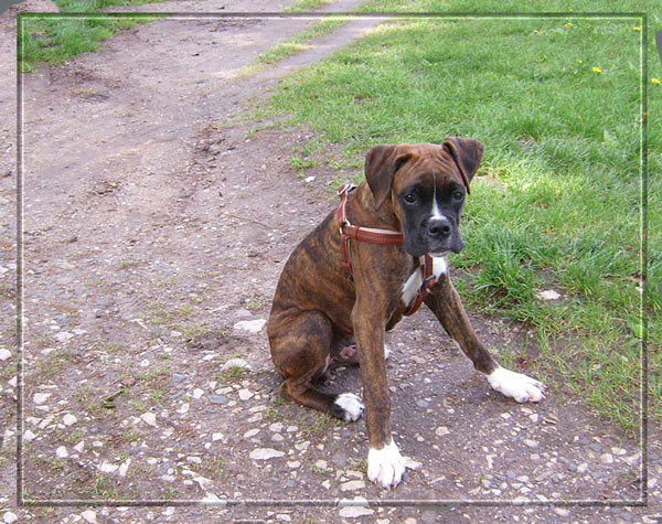 Tyson