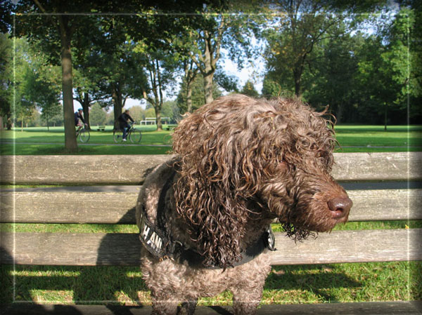 Schmutzhund