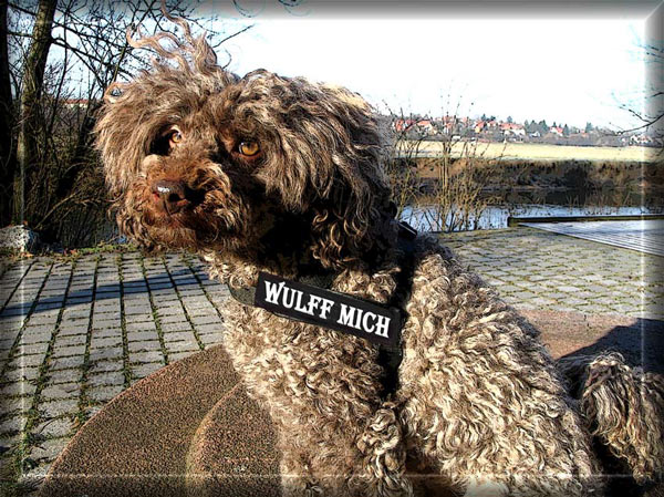 Mein Hund hat was vom Wulff gelernt