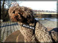 Mein Hund hat was vom Wulff gelernt